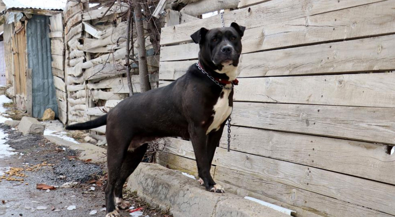 Pitbulla sokağa çıkan gence 15 bin TL para cezası