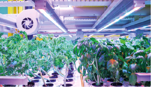 Sıfır zayiatlı sebze fabrikası