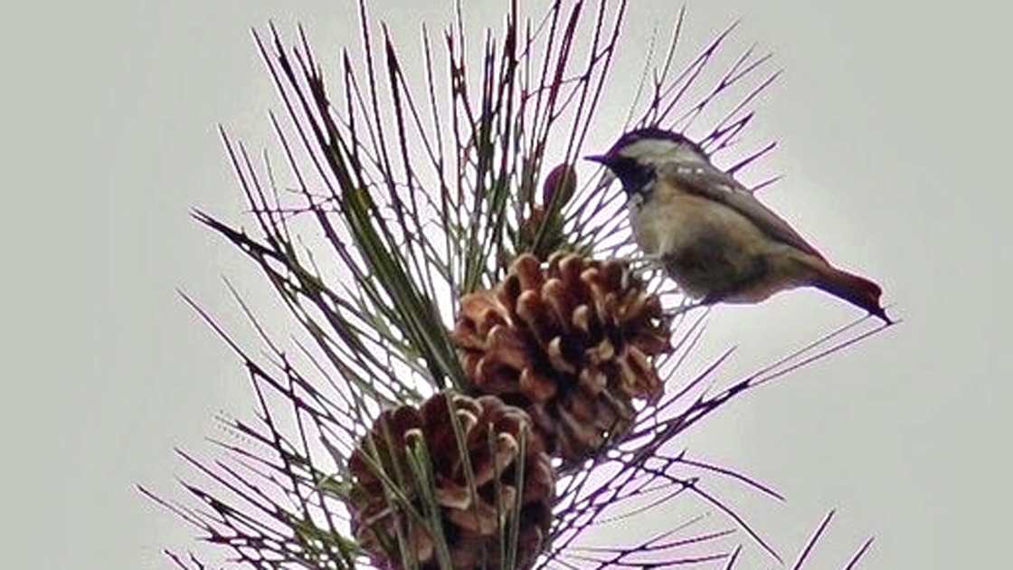 Hersek Lagünü'nde 3 yeni kuş türü tespit edildi