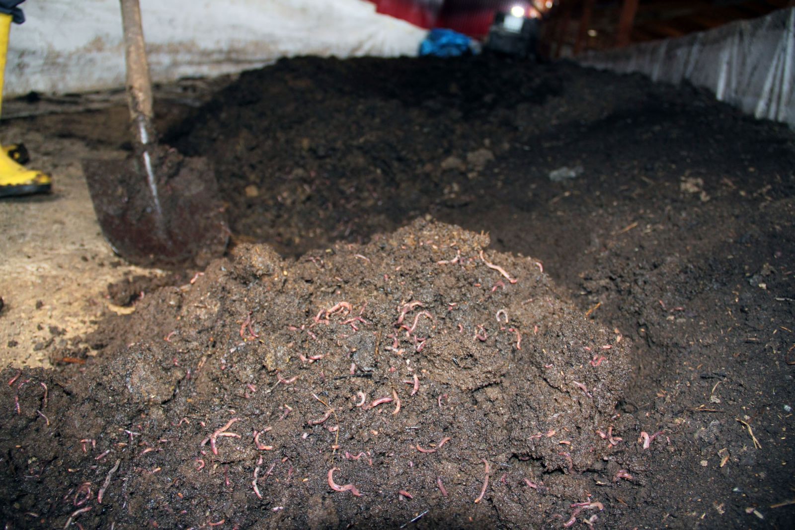 Sağlık memuru 30 milyon solucanı ile gübre üretiyor