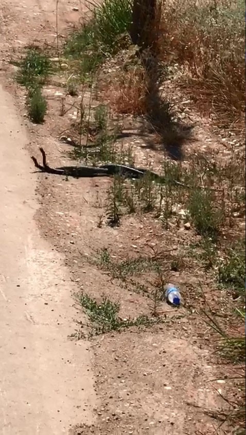 Evden çıkan 2 metrelik yılan paniğe sebep oldu