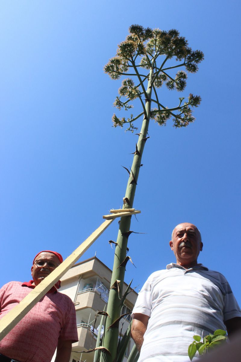 Sitenin bahçesine ektikleri bitki 29 yıl sonra çiçek açtı