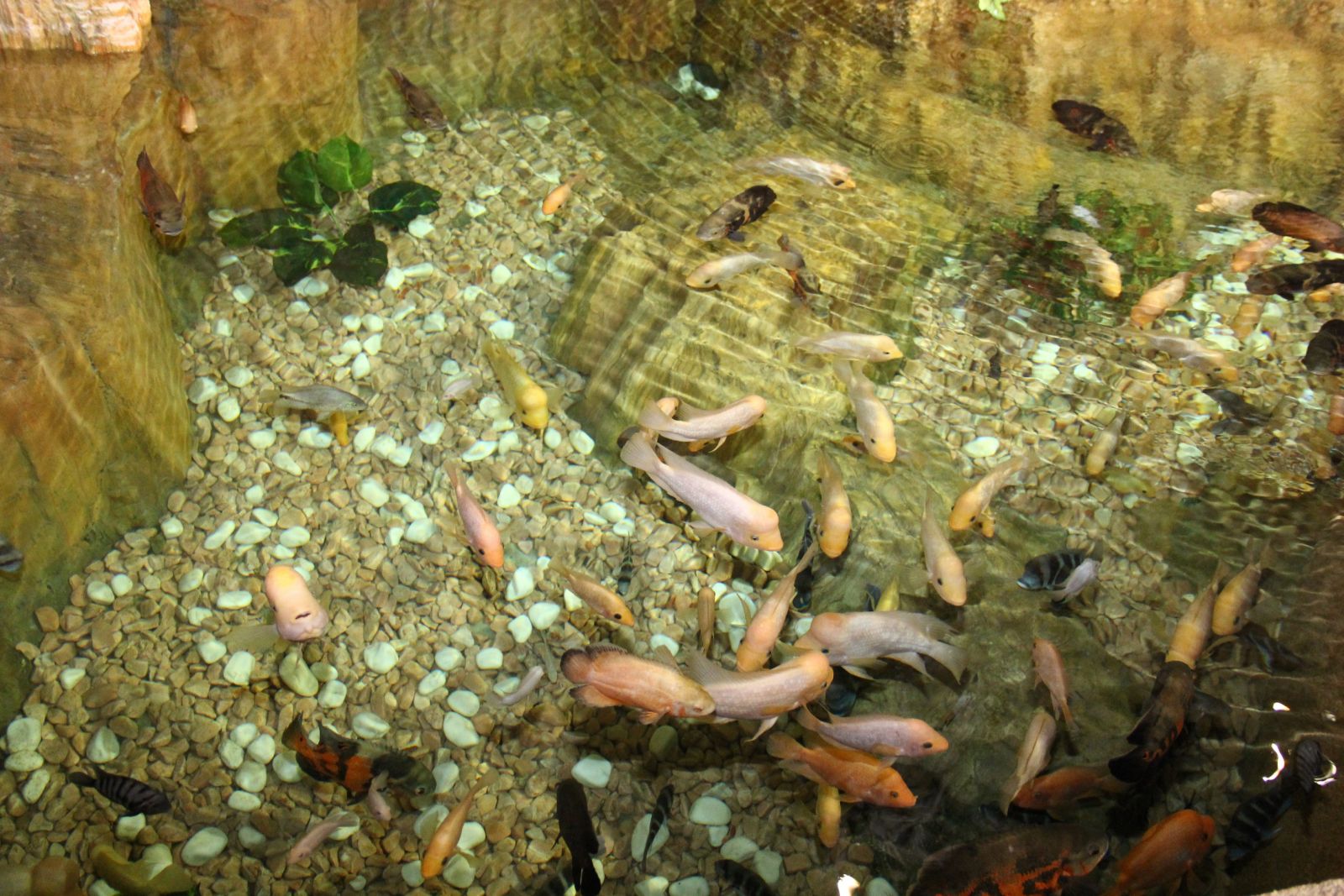 Anadolu yakasının Sualtı akvaryumu açıldı