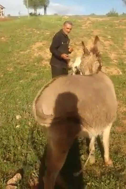 Sevginin böylesi...15 gün sonra sahiplerini gören hayvanlar sevgilerini böyle gösterdi