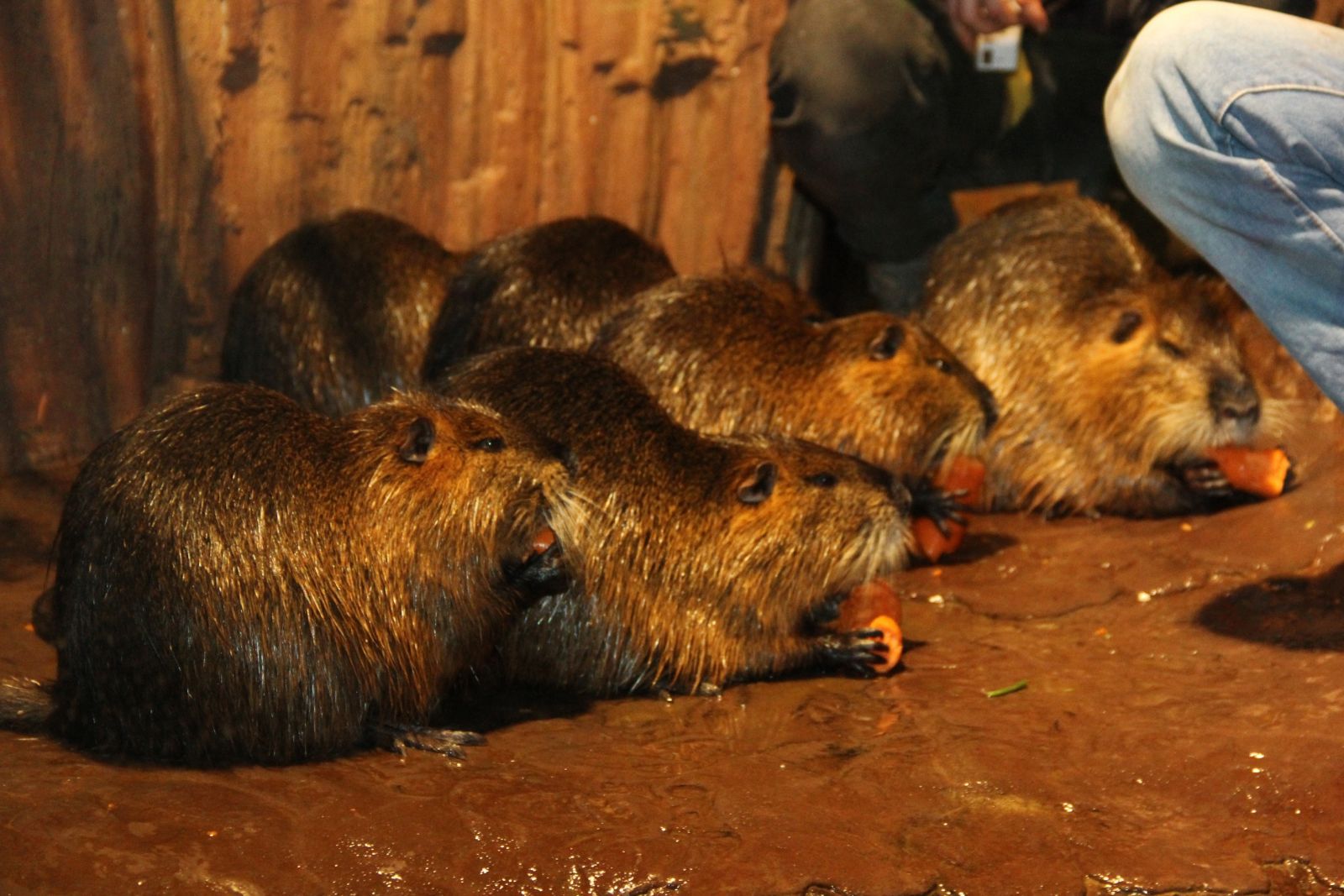 Anadolu yakasının Sualtı akvaryumu açıldı