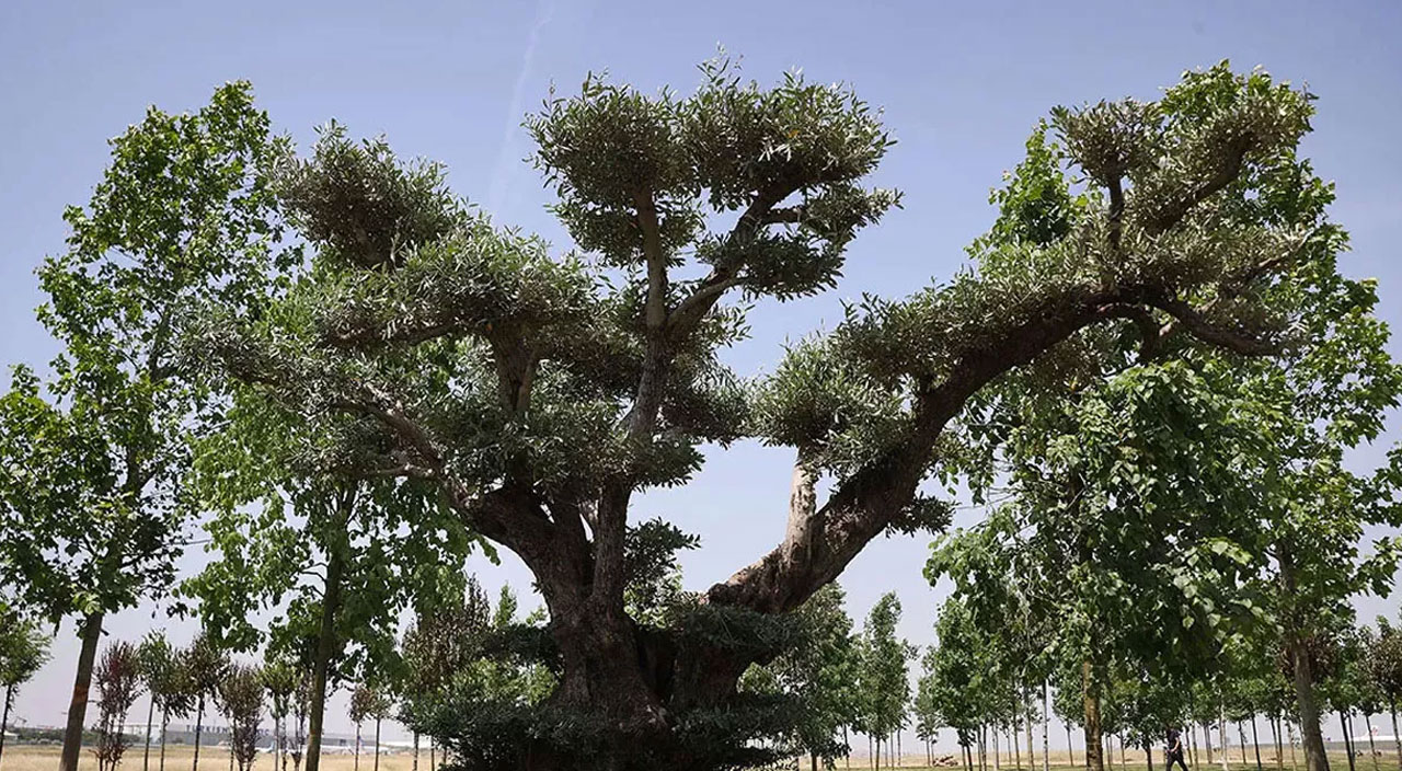 Cumhurbaşkanı Erdoğan Millet Bahçesi’ne ilk fidanı dikti Cumhurbaşkanı Erdoğan Millet Bahçesi’ne ilk fidanı dikti