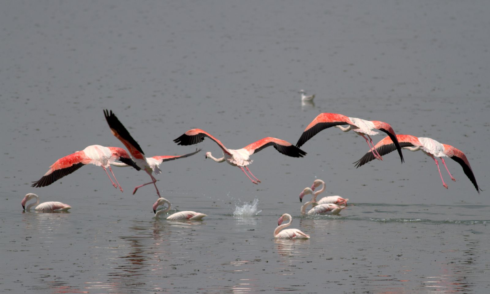 Flamingo yavrularının Tuz Gölü üzerindeki yürüyüşü başladı