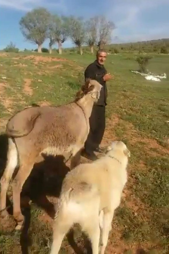 Sevginin böylesi...15 gün sonra sahiplerini gören hayvanlar sevgilerini böyle gösterdi
