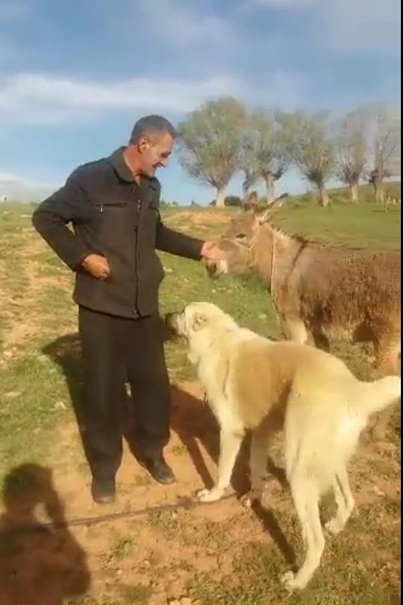 Sevginin böylesi...15 gün sonra sahiplerini gören hayvanlar sevgilerini böyle gösterdi