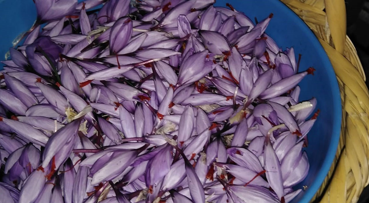 Bir dönümden bir kilo çıkıyor, 90 bine alıcı buluyor