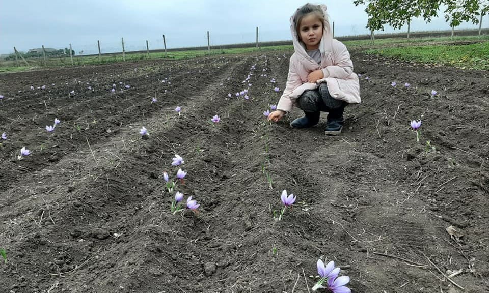 Dünyanın en pahalı baharatı! Kilosu 40 bin liradan satılıyor