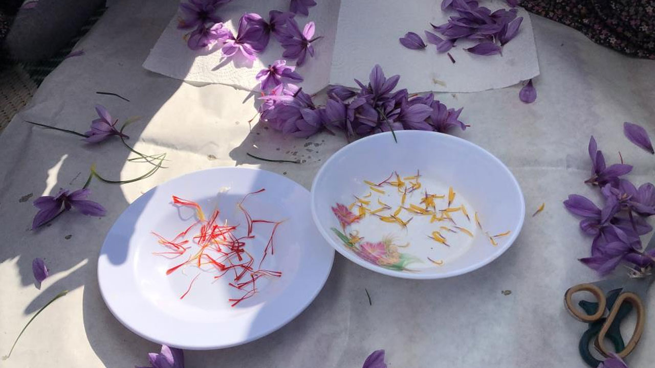 Kozmetik gıda ve ilaç  sanayiinde kullanılıyor: Dünyanın en  pahalı baharatı: Kilosu 75 bin lira