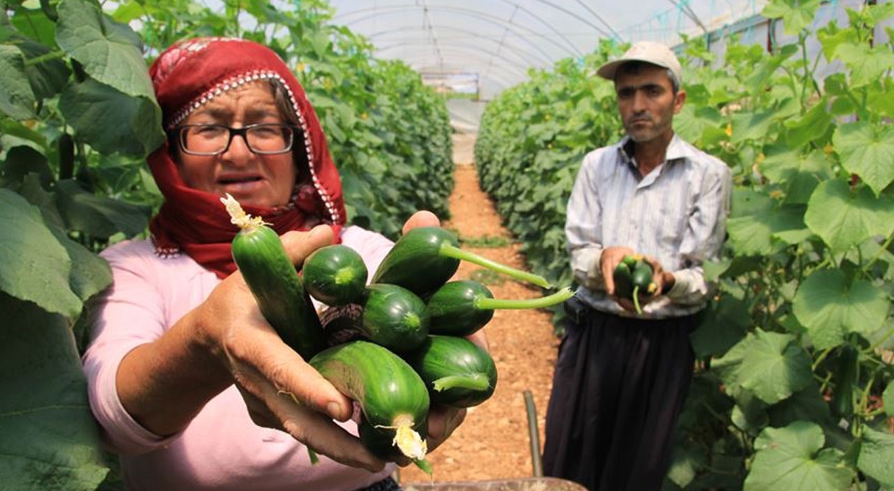 Meyve sebzede organize işler: Tezgaha gelene kadar fiyatı 10 kat artıyor