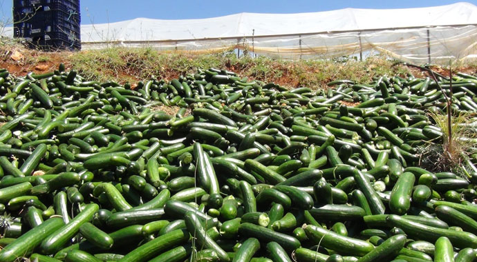 Kilogramı 50 kuruşa indi yinede satılamıyor.... Kalan salatalıklar araziye döküyor