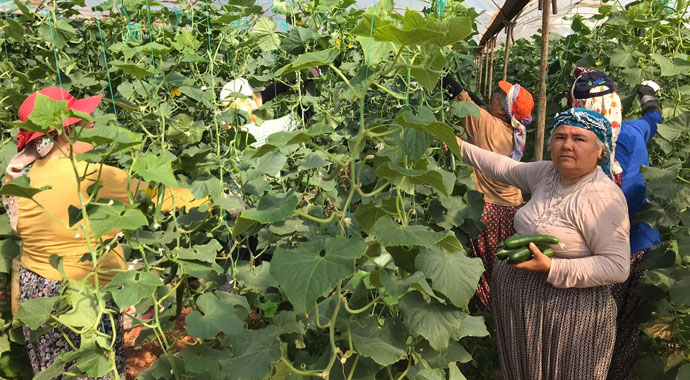 Kilogramı 50 kuruşa indi yinede satılamıyor.... Kalan salatalıklar araziye döküyor