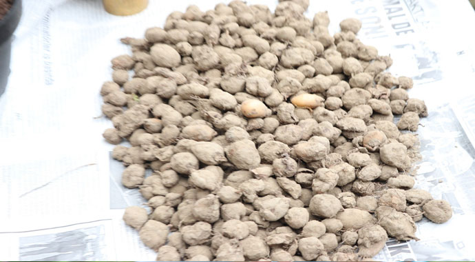 Salebin kilosu bu sene 1000 TL