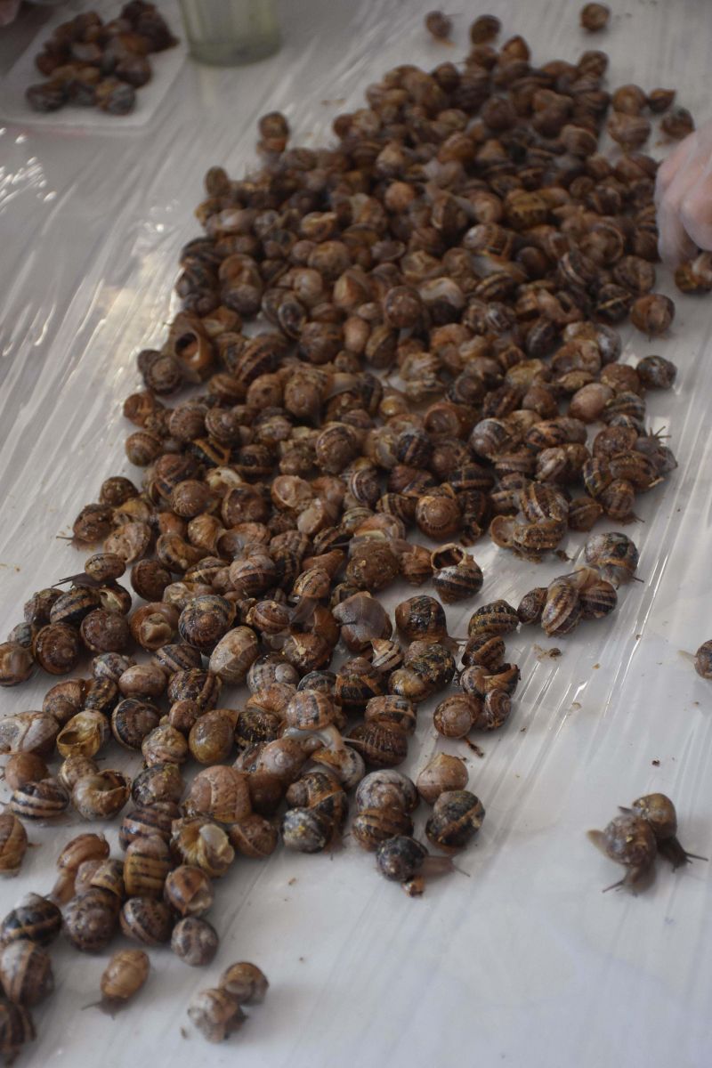 Kuluçkahanesi olan ilk salyangoz çiftliği! 600 kilodan 20 tona çıkardı; tüm dünyaya ihraç ediyor Kuluçkahanesi olan ilk salyangoz çiftliği! 600 kilodan 20 tona çıkardı; tüm dünyaya ihraç ediyor