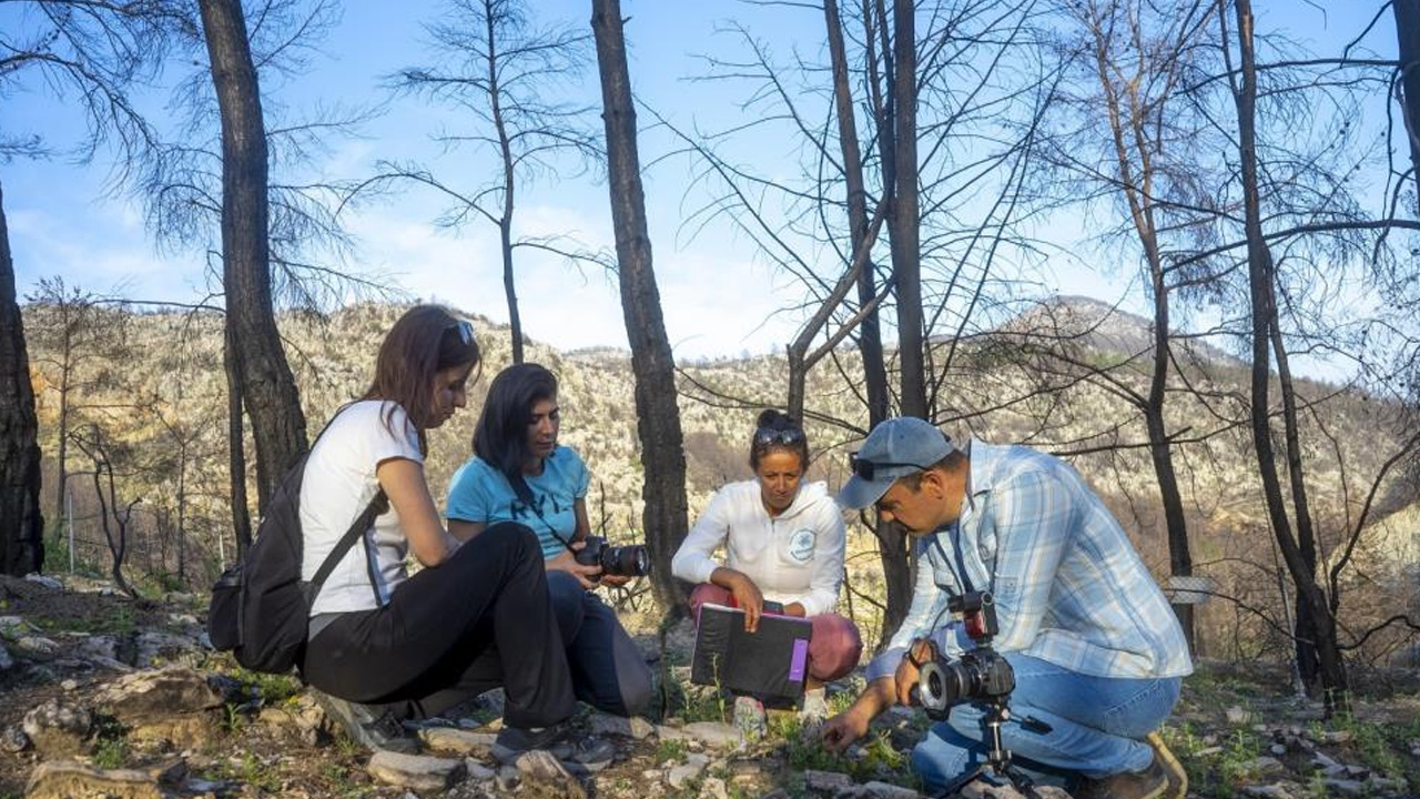 Türkiye tarihinin en büyük yangını sonunu getirdi: Saman orkidesi türü yok oldu