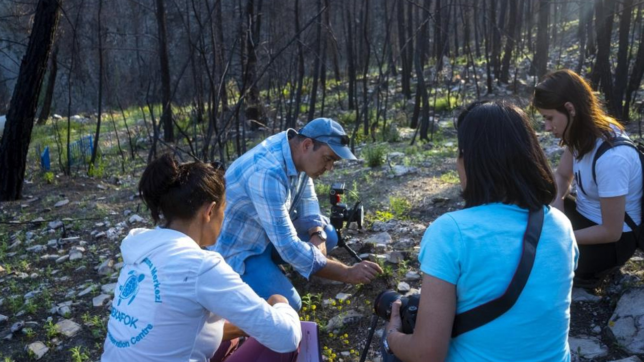 Türkiye tarihinin en büyük yangını sonunu getirdi: Saman orkidesi türü yok oldu