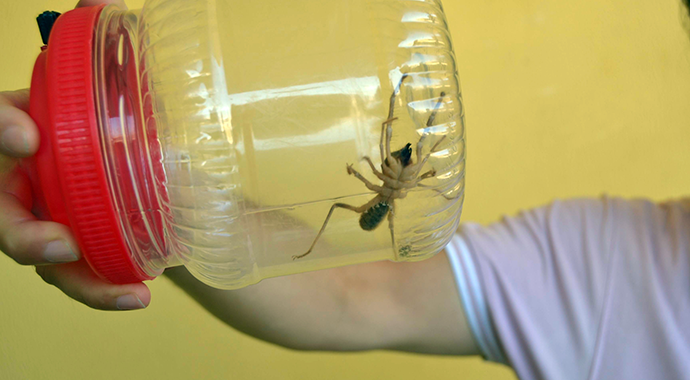 Konya'da örümcek 'Sarıkız' tedirginliği