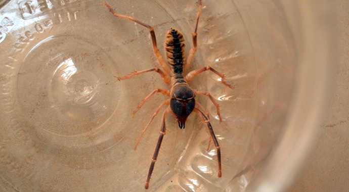 Konya'da örümcek 'Sarıkız' tedirginliği