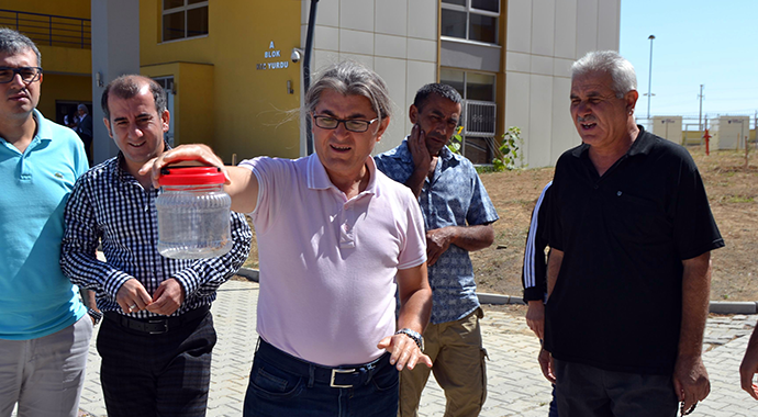 Konya'da örümcek 'Sarıkız' tedirginliği