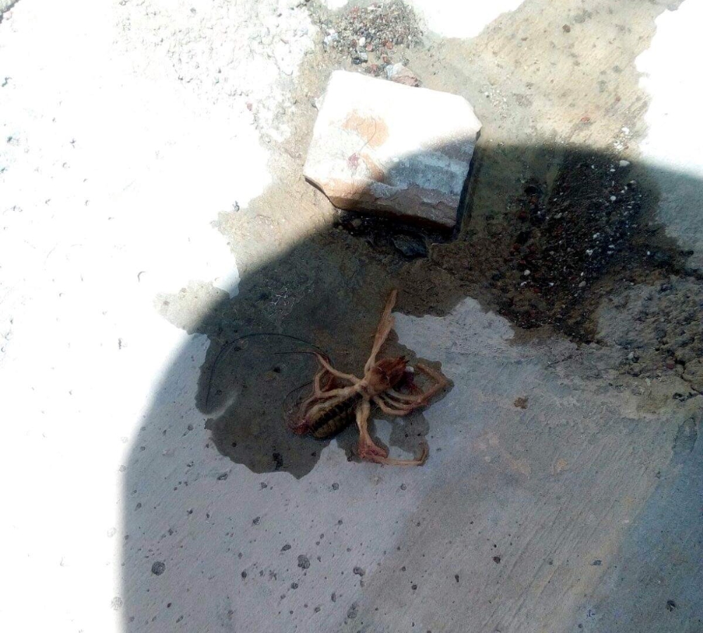 Et yiyen örümcek Kayseri’de görüldü