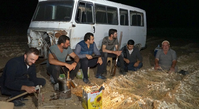 Gündüz hasadını yaptıkları sarımsağın, gece de silahla nöbetini tutuyorlar