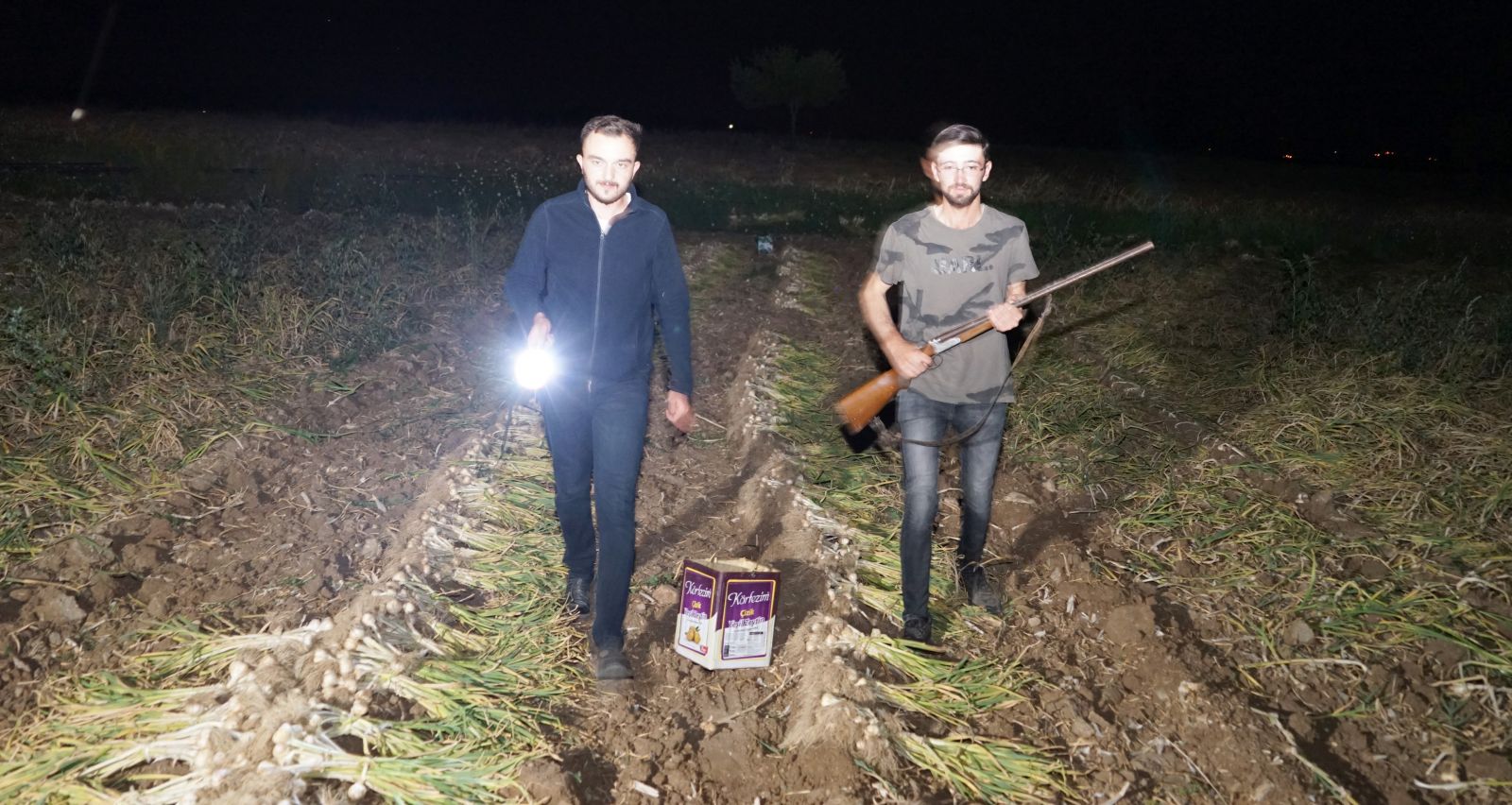 Gündüz hasadını yaptıkları sarımsağın, gece de silahla nöbetini tutuyorlar
