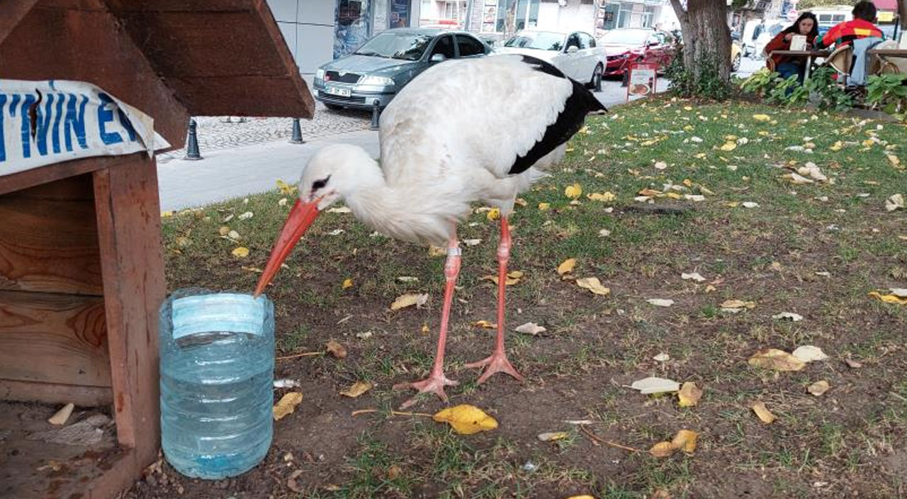 Şehir hayatına alışan leylek, sürüsünü unuttu Tekirdağlı oldu