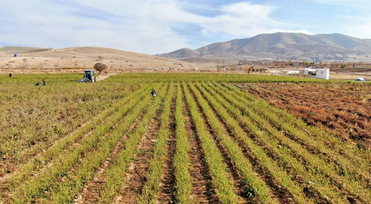 Marketteki fiyatlara kızdı: 7 tonluk sebzeyi ücretsiz dağıttı