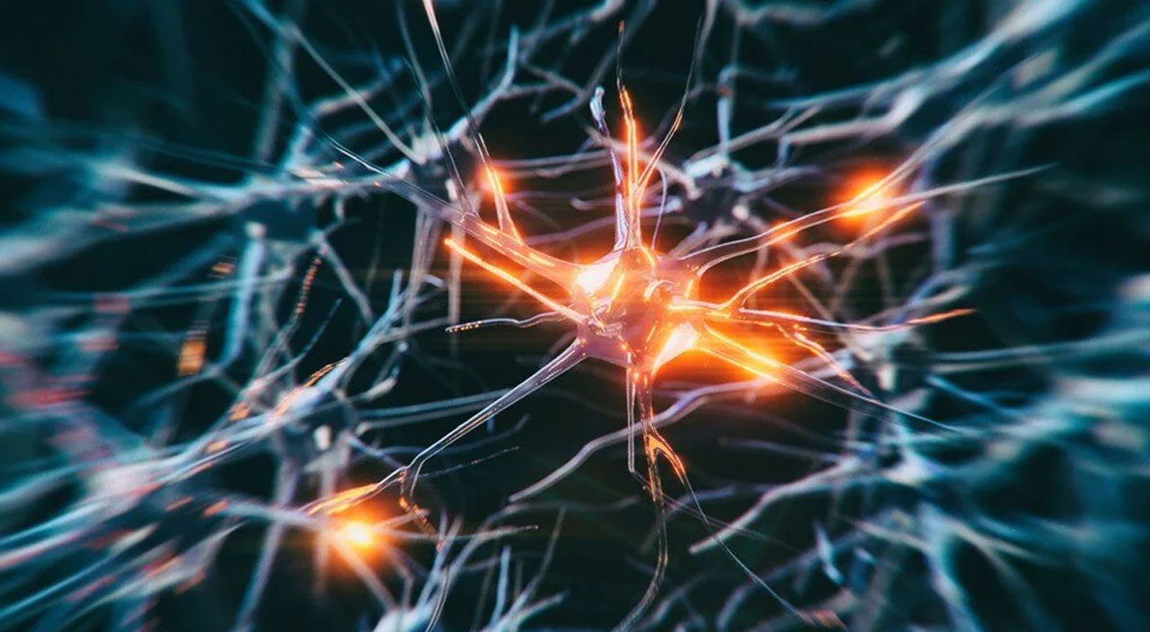 Demans ve felce karşı laboratuvarda mini beyinler üretiliyor