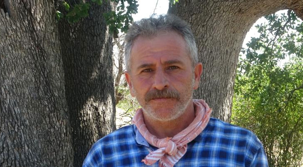 Yeni gelinin batıl inancı, asırlık meşe ağacını devirdi