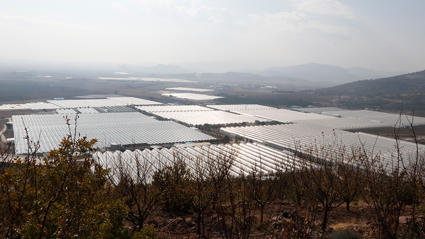 Agrobay, sera domatesinde dünyanın en büyüğü olmayı hedefliyor