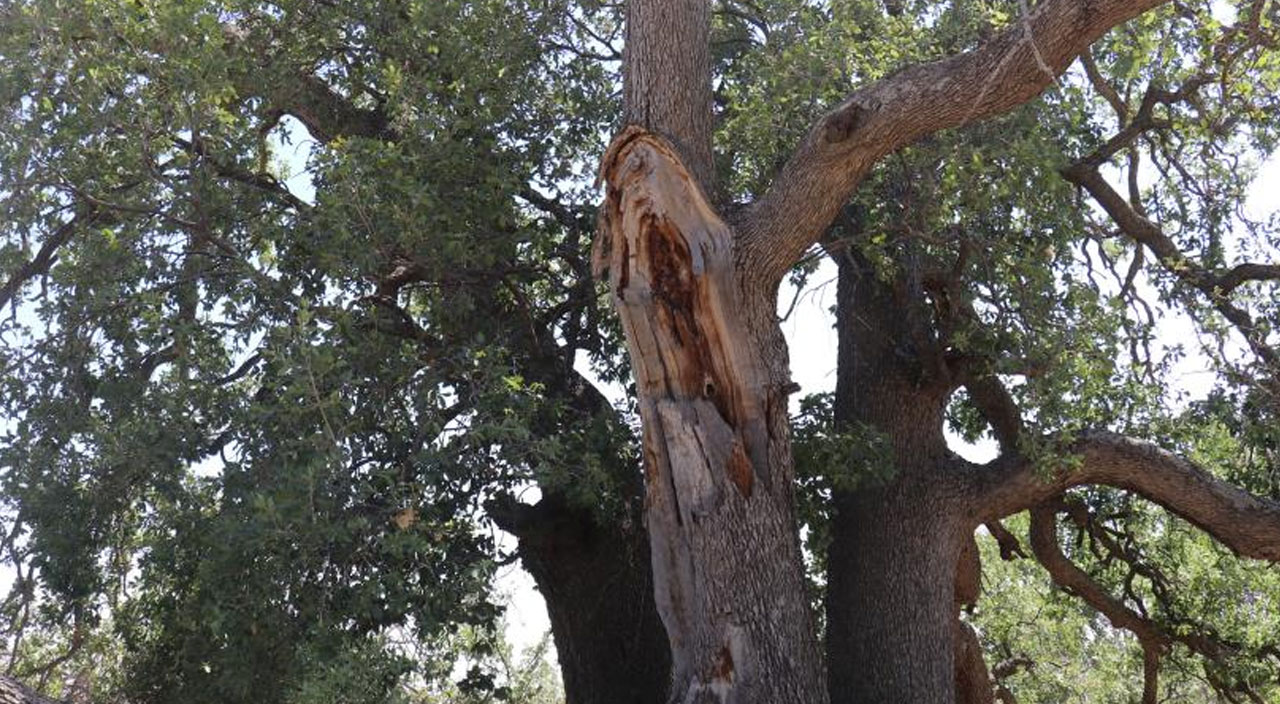 Yeni gelinin batıl inancı, asırlık meşe ağacını devirdi