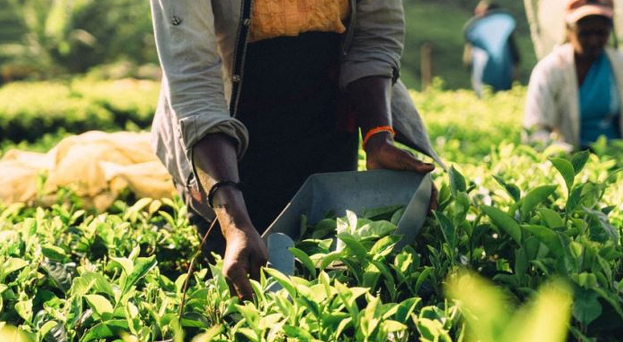 Sri Lanka petrol borcunu çayla ödeyecek