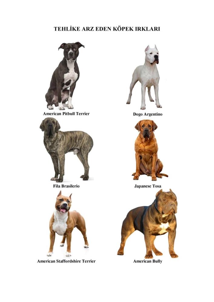 Yasaklı 6 köpek ırkı için son 3 gün Yasaklı 6 köpek ırkı için son 3 gün