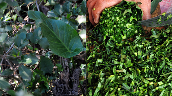 Yılan otlu lezzet: Tırşik çorbası