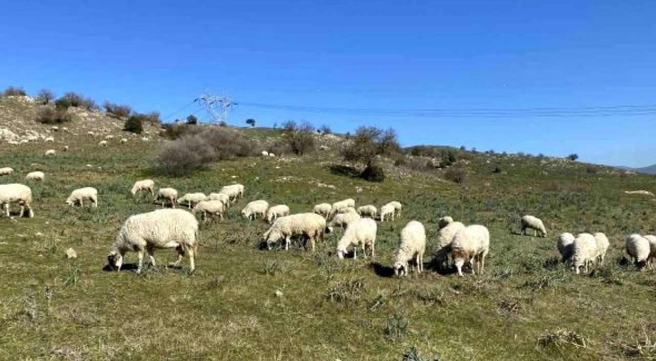 Çobanlıktan kazandığı parayla hayvanlarını otlattığı merayı satın aldı