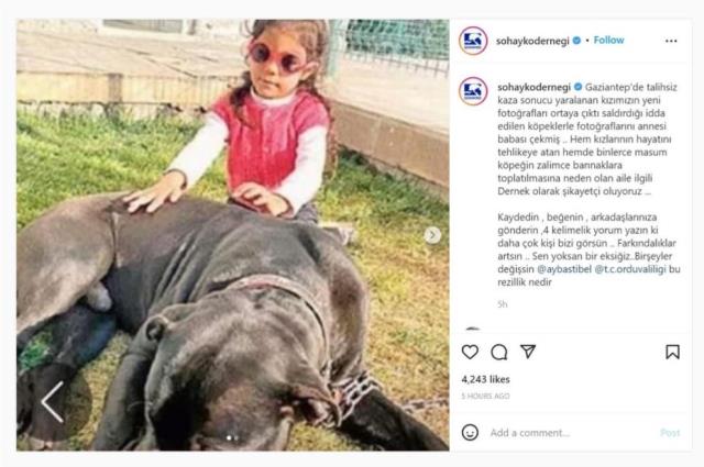 Pitbulların saldırısına uğrayan Asiye'nin ailesine dava açıldı!