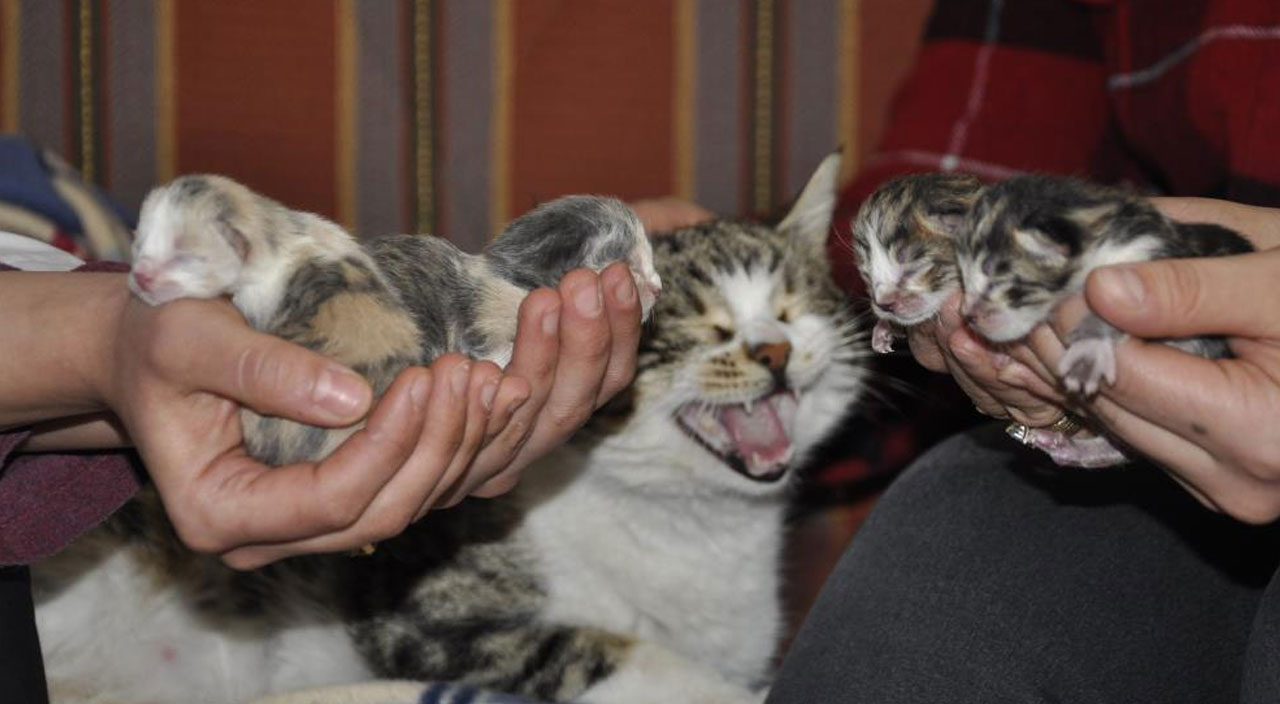 Doğum sancısı çeken kedi aile sağlığı merkezine gitti: Doğumunu ebeler yaptı