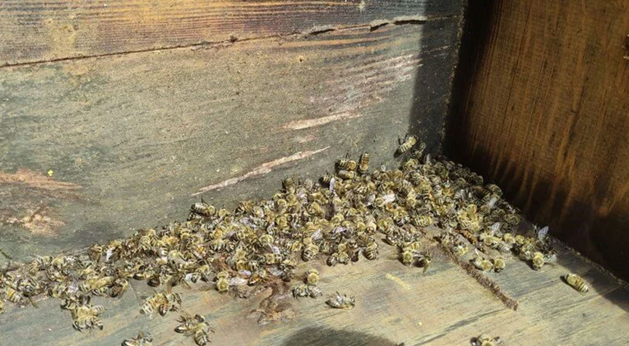 Bursa’da korkutan görüntü: Yüzlerce arı telef oldu