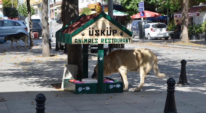 Selimpaşa'da sokak hayvanları için mini restoran!
