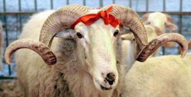 Kimler Kurban Kesmekle Yükümlüdür? Kurban Kesmek Kimlere Vaciptir?