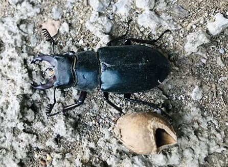 Tunceli’de geyik böceği ile semenderin farklı türleri görüntülendi