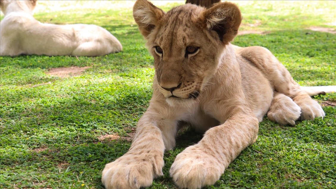 Burada roller değişiyor: İnsanlar kafeste