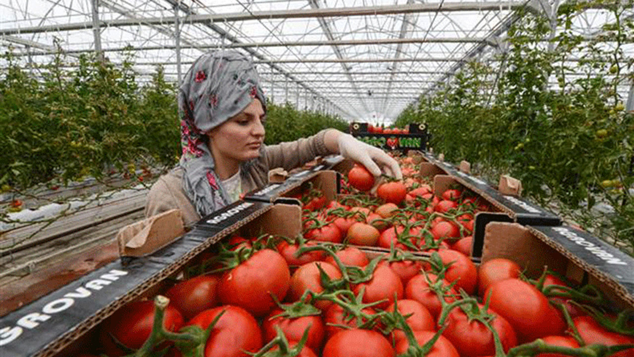 Bu kış Avrupa'yı biz doyuracağız