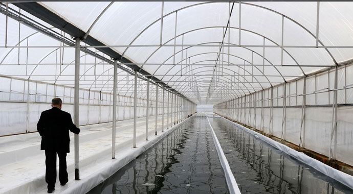 Muğla'da serada üretiyor! 6 ülkeye ihraç ediyor