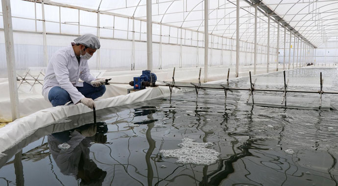 Muğla'da serada üretiyor! 6 ülkeye ihraç ediyor