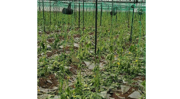 Kumluca'da dolu yağışı seralara zarar verdi